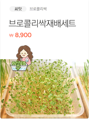 브로콜리싹재배세트